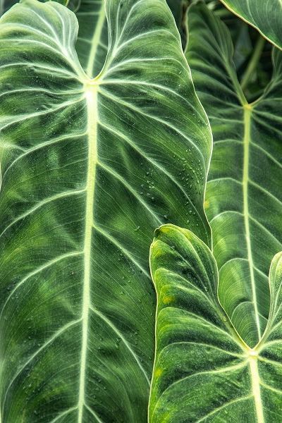 Close-up shots of the leaves from the elephant ears plant-also known as Alocasia